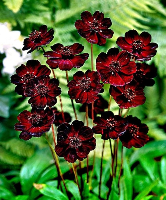 Loài hoa tình yêu này vừa đẹp vừa mang hương thơm ngọt ngào thuộc top những loại hoa thơm nhất thế giới - 5
