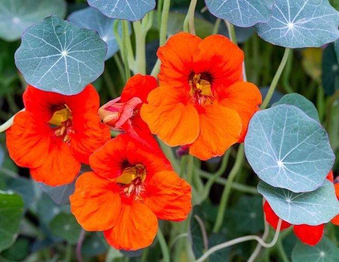 Loài hoa tượng trưng cho sự thành công trồng một chậu trong nhà vừa đẹp vừa giúp sự nghiệp hanh thông - 1