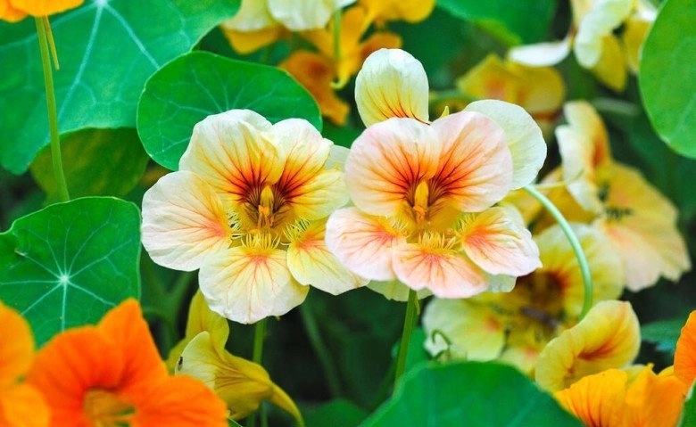 Loài hoa tượng trưng cho sự thành công trồng một chậu trong nhà vừa đẹp vừa giúp sự nghiệp hanh thông - 3