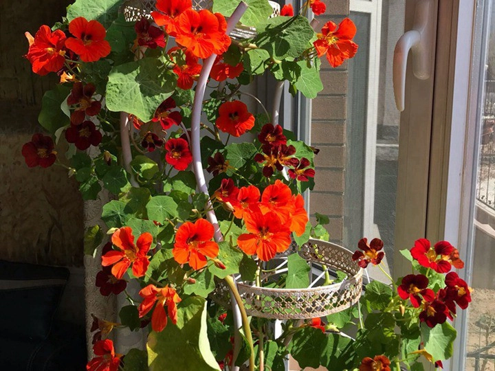 Loài hoa tượng trưng cho sự thành công trồng một chậu trong nhà vừa đẹp vừa giúp sự nghiệp hanh thông - 4
