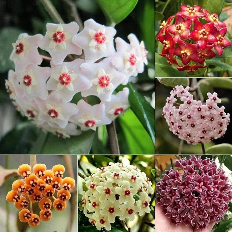 Loài hoa viên mãn này rất thích nở hoa nhà thiếu nắng cũng trồng được khi nở đưa hương khắp nhà - 2