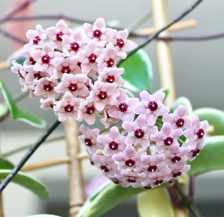 Loài hoa viên mãn này rất thích nở hoa nhà thiếu nắng cũng trồng được khi nở đưa hương khắp nhà - 4