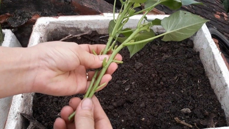 Loại rau trường thọ người nhật ăn hàng ngày cắt cành cắm vào đất cũng bén rễ 1 tháng sau cả nhà ăn không hết - 4