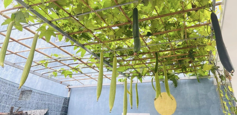 Mẹ đảm đà nẵng cải tạo sân thượng 20m2 để trồng rau sạch chỉ tốn 5 triệu đồng - 5