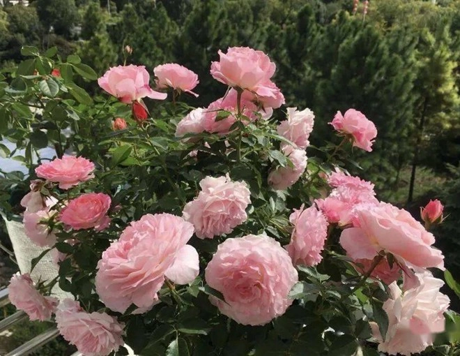 Tháng 5 chăm hoa hồng nhớ quy tắc 1 nhẹ - 1 siêng - 1 ít - 1 nhiều hoa sẽ nở bung chậu - 1