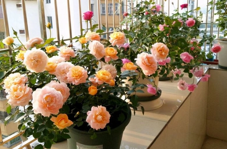 Tháng 5 chăm hoa hồng nhớ quy tắc 1 nhẹ - 1 siêng - 1 ít - 1 nhiều hoa sẽ nở bung chậu - 2