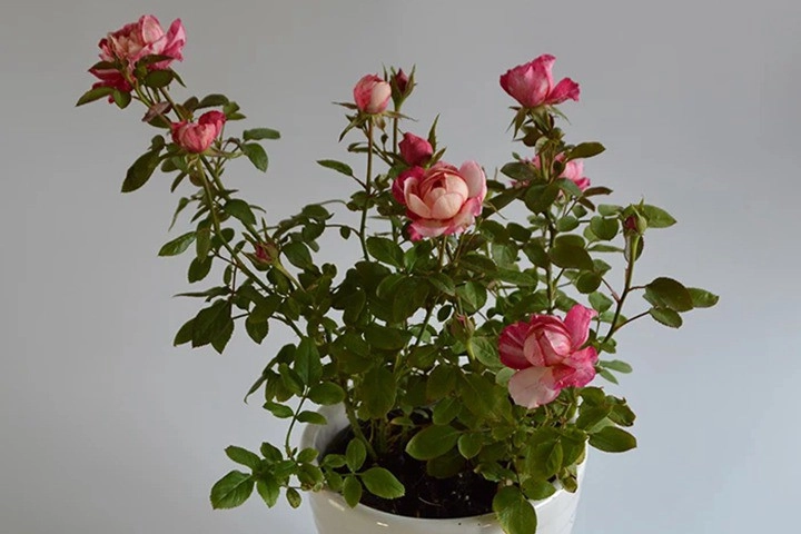 Tháng 5 chăm hoa hồng nhớ quy tắc 1 nhẹ - 1 siêng - 1 ít - 1 nhiều hoa sẽ nở bung chậu - 3
