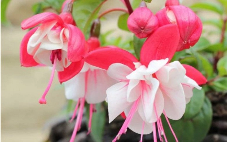 Trồng 6 loại hoa này trong nhà không tốt đừng để vẻ đẹp của nó mê hoặc - 4