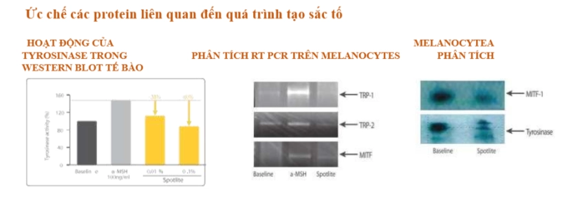 Nguồn gốc xuất xứ và hiệu quả của bộ spotlite trị nám tàn nhang - 3