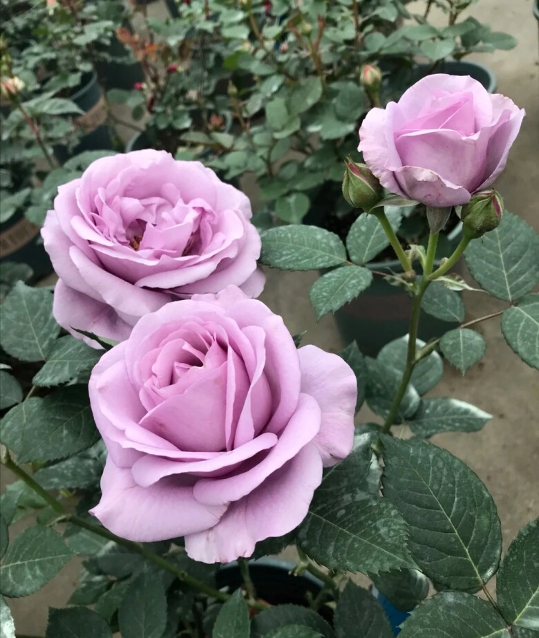 3 loại hoa hồng nay tuy đẹp nhưng bị nhiều người đưa vào danh sách đen đây là lý do - 1