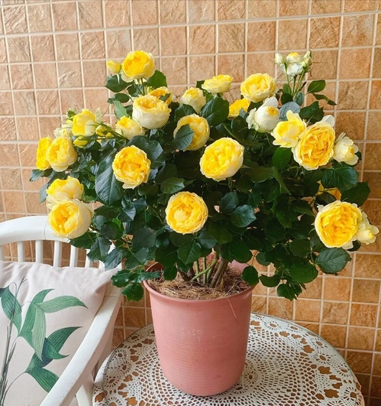 3 loại hoa hồng nay tuy đẹp nhưng bị nhiều người đưa vào danh sách đen đây là lý do - 2