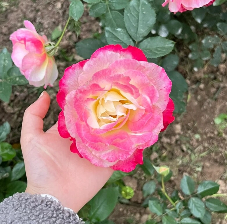 3 loại hoa hồng nay tuy đẹp nhưng bị nhiều người đưa vào danh sách đen đây là lý do - 3