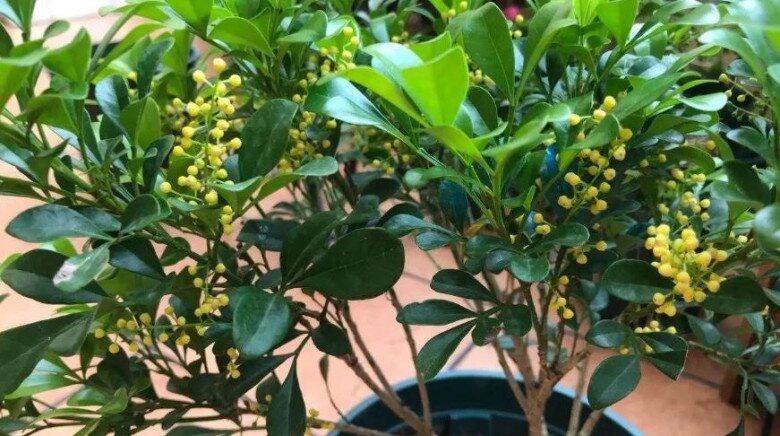 3 loại hoa vừa đẹp vừa thơm lại dễ trồng ở ban công chỉ cần đủ nắng sẽ nở hoa liên tục - 2