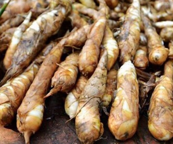 báu vật dưới lòng đất xưa chỉ dành cho người nghèo nay thành đặc sản trồng trong chậu vừa cho củ ăn vừa làm cảnh - 3