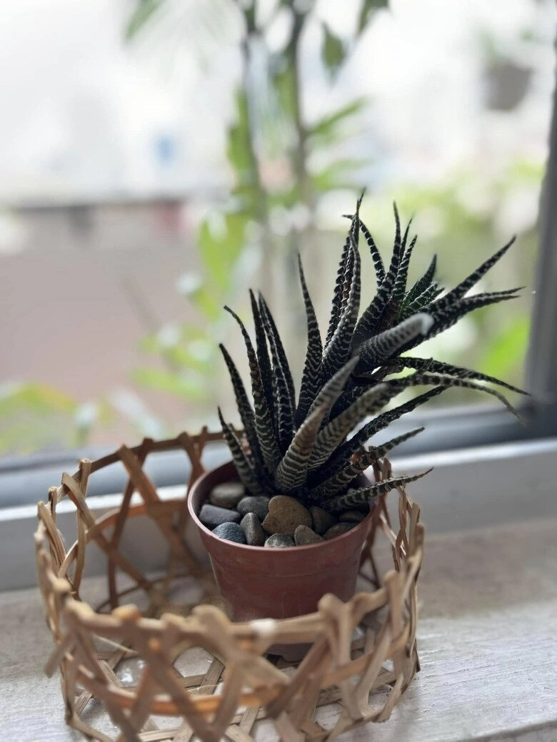 Bên trong căn nhà của phạm anh khoa và vợ hơn 6 tuổi riết rồi thì góc nào cũng hoa và lá - 6