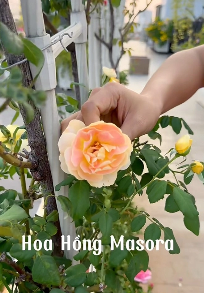 Cận cảnh vườn hoa hồng ngoại nhà khánh thi - phan hiển đang bung lụa hết cỡ có giống hoa đột biến - 2