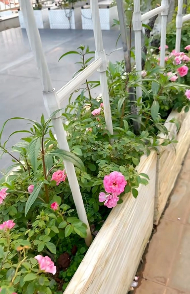 Cận cảnh vườn hoa hồng ngoại nhà khánh thi - phan hiển đang bung lụa hết cỡ có giống hoa đột biến - 4
