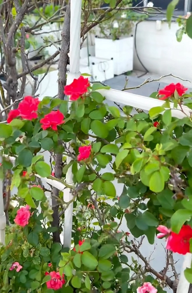 Cận cảnh vườn hoa hồng ngoại nhà khánh thi - phan hiển đang bung lụa hết cỡ có giống hoa đột biến - 5