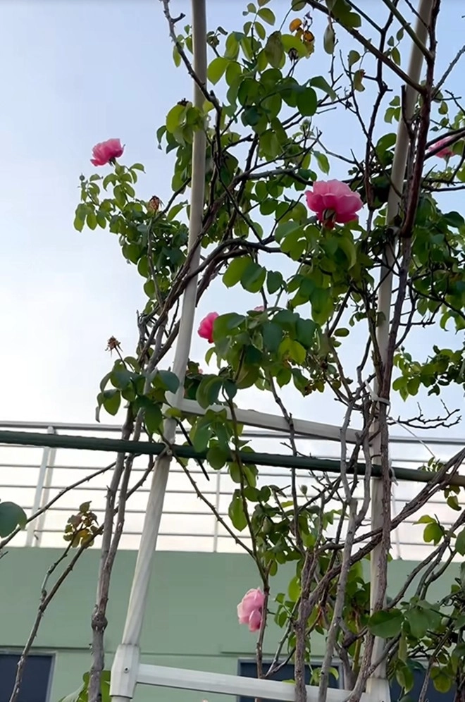 Cận cảnh vườn hoa hồng ngoại nhà khánh thi - phan hiển đang bung lụa hết cỡ có giống hoa đột biến - 7