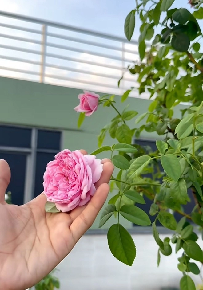Cận cảnh vườn hoa hồng ngoại nhà khánh thi - phan hiển đang bung lụa hết cỡ có giống hoa đột biến - 9
