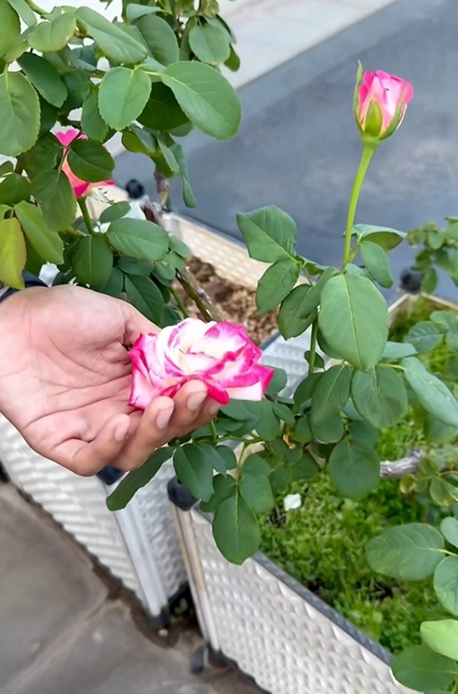 Cận cảnh vườn hoa hồng ngoại nhà khánh thi - phan hiển đang bung lụa hết cỡ có giống hoa đột biến - 13