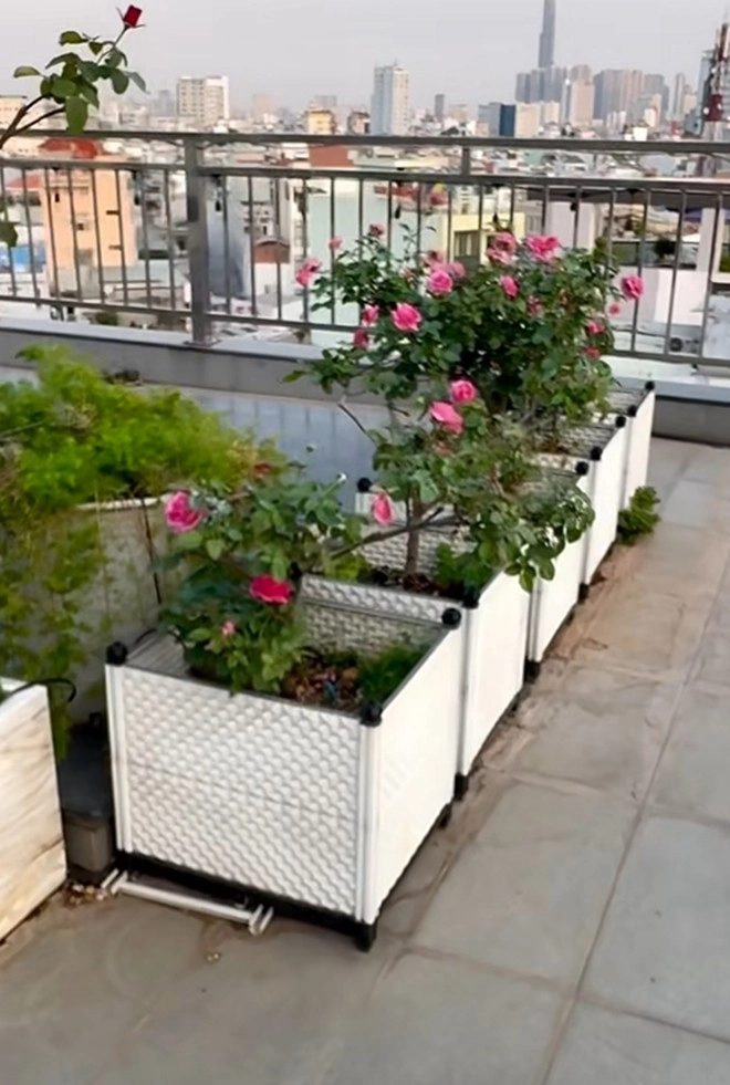 Cận cảnh vườn hoa hồng ngoại nhà khánh thi - phan hiển đang bung lụa hết cỡ có giống hoa đột biến - 15