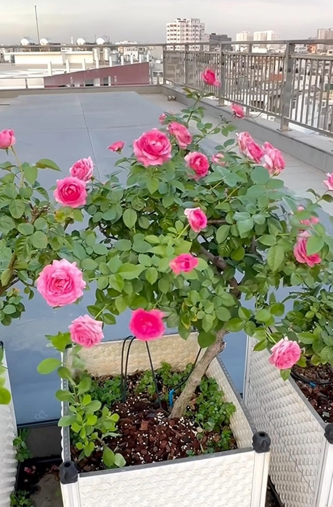 Cận cảnh vườn hoa hồng ngoại nhà khánh thi - phan hiển đang bung lụa hết cỡ có giống hoa đột biến - 16