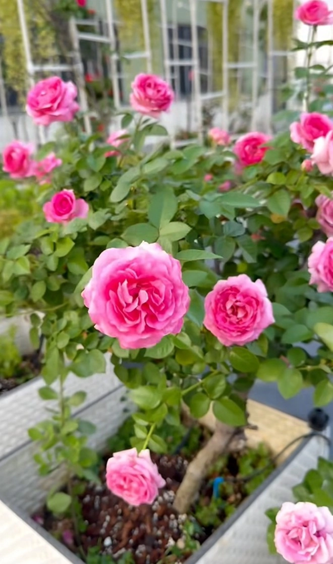 Cận cảnh vườn hoa hồng ngoại nhà khánh thi - phan hiển đang bung lụa hết cỡ có giống hoa đột biến - 17