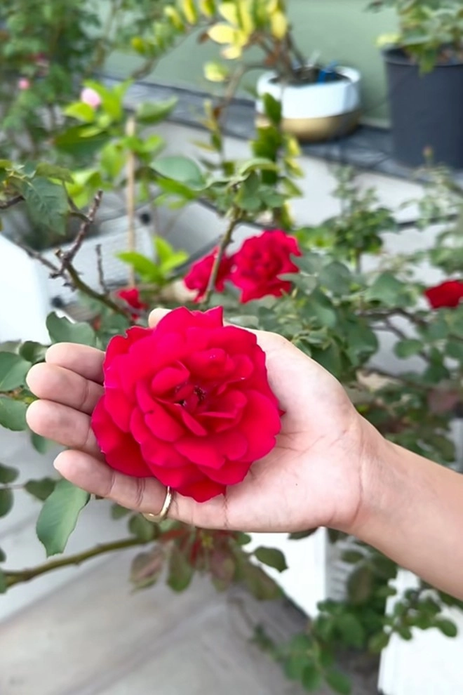 Cận cảnh vườn hoa hồng ngoại nhà khánh thi - phan hiển đang bung lụa hết cỡ có giống hoa đột biến - 18