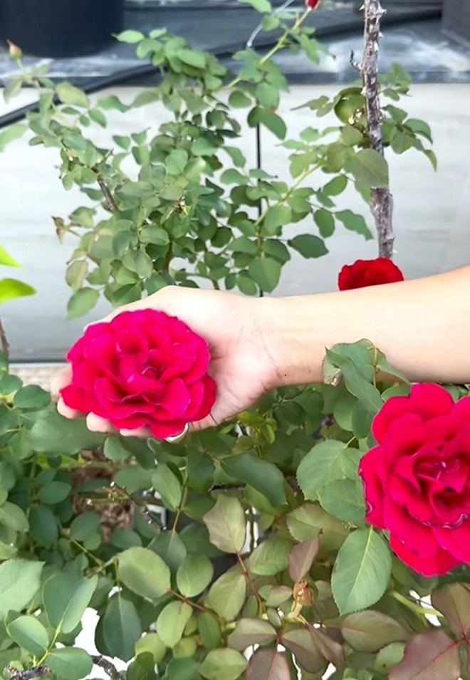 Cận cảnh vườn hoa hồng ngoại nhà khánh thi - phan hiển đang bung lụa hết cỡ có giống hoa đột biến - 19