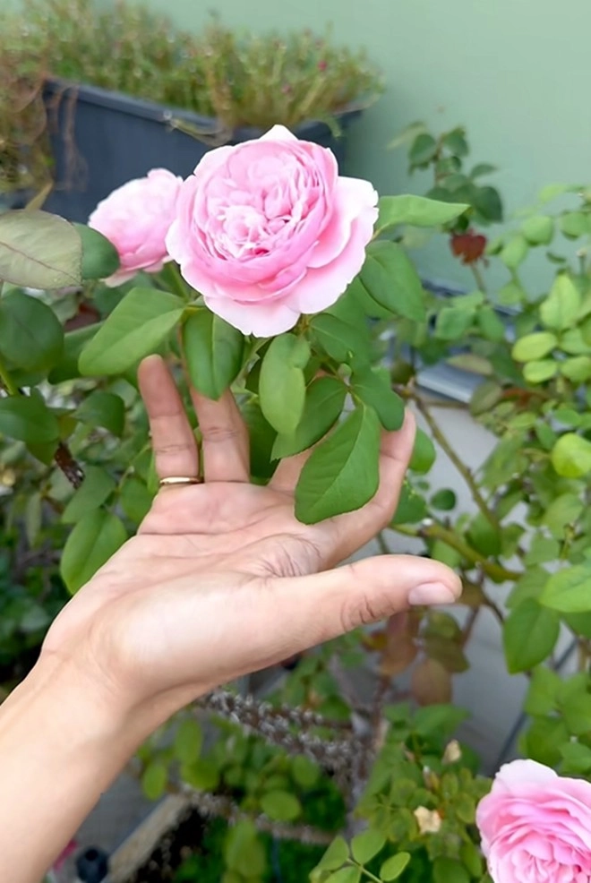 Cận cảnh vườn hoa hồng ngoại nhà khánh thi - phan hiển đang bung lụa hết cỡ có giống hoa đột biến - 21