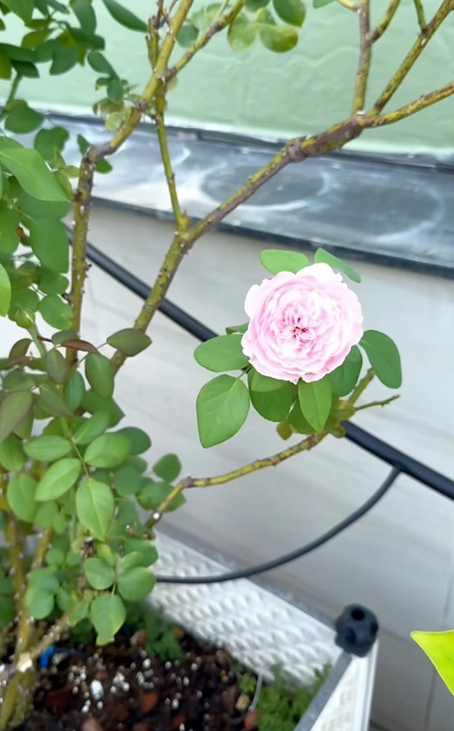 Cận cảnh vườn hoa hồng ngoại nhà khánh thi - phan hiển đang bung lụa hết cỡ có giống hoa đột biến - 22