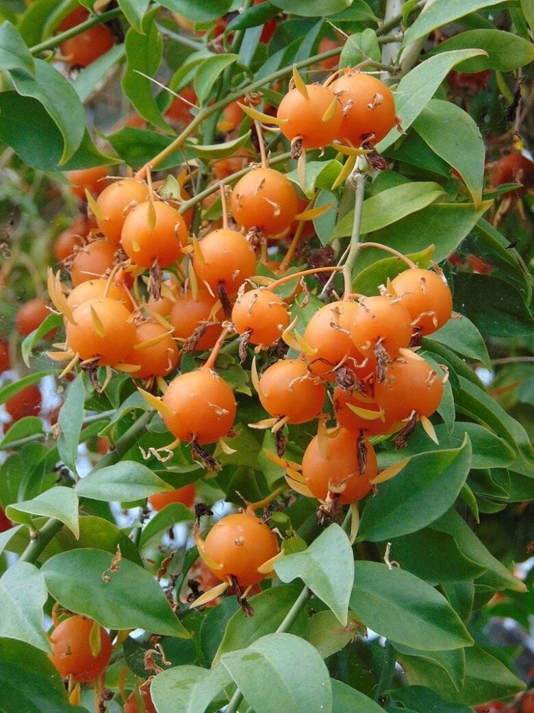 Cây cảnh này đẹp cả hoa lẫn quả vừa trồng làm cảnh vừa làm hàng rào bảo vệ gia đình - 2