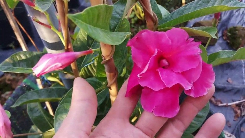 Cây hàng rào nở hoa quanh năm cả trăm bông một lúc tạo thành thảm hoa đẹp rực rỡ - 3