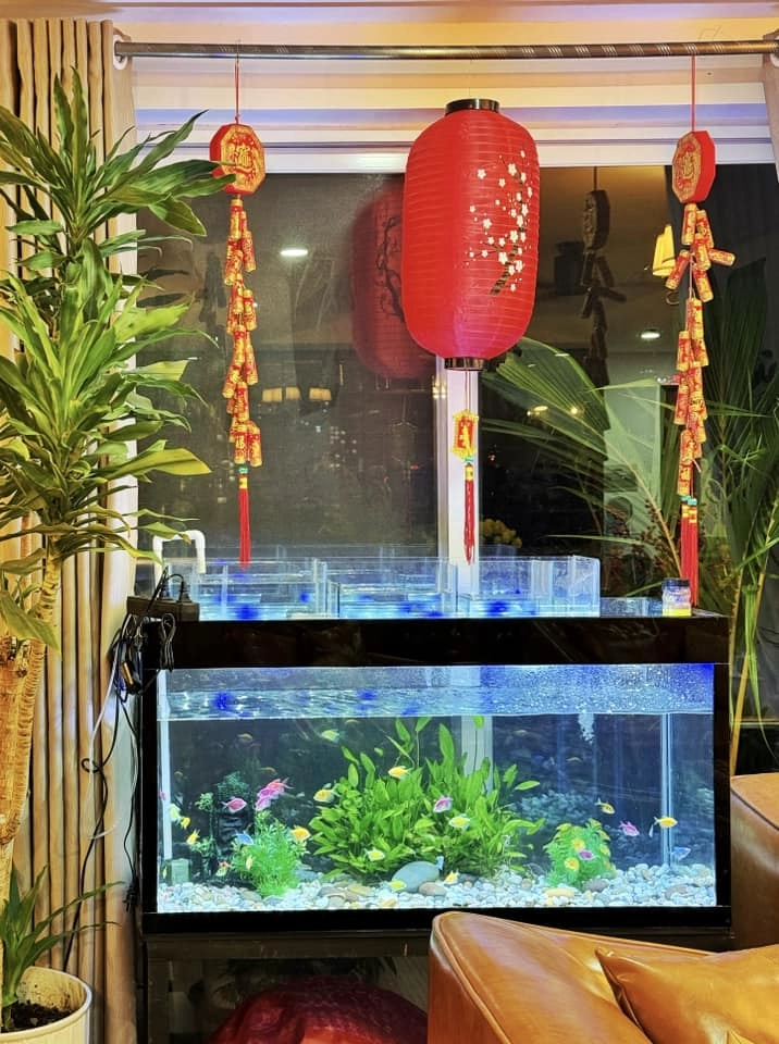 Cơ ngơi 5 tỷ của mc nguyên khang rực rỡ sắc xuân chậu hoa chậu quất cũng được làm đỏm rất điệu - 6