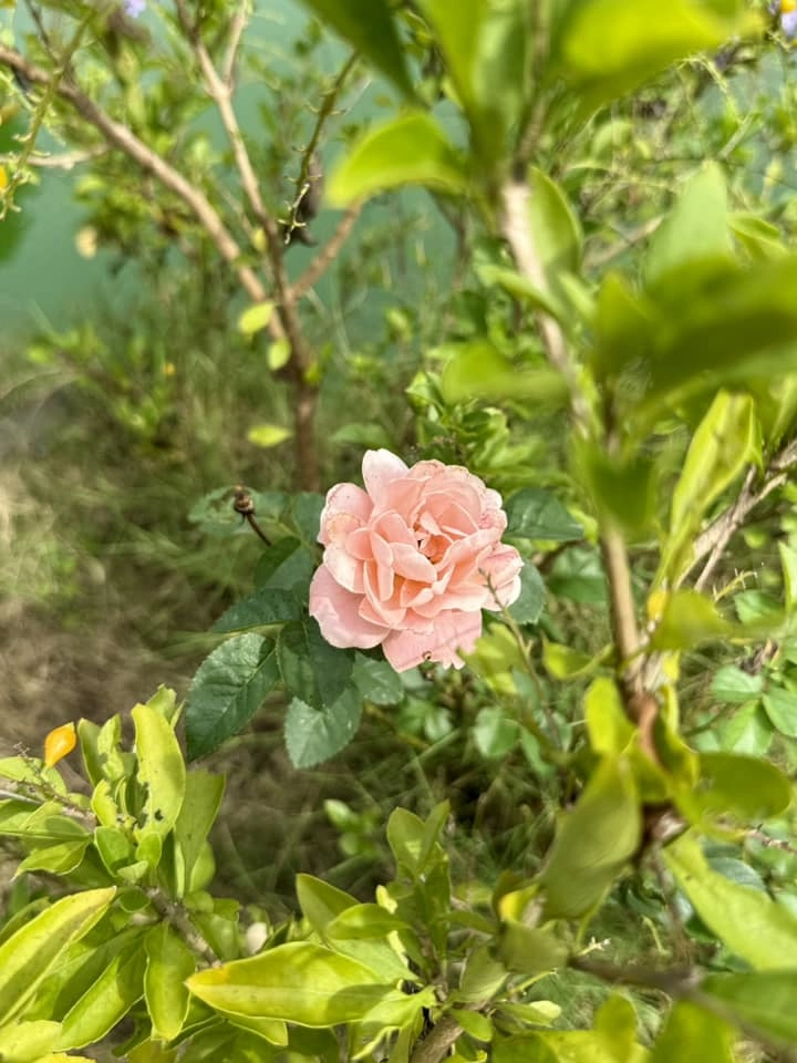 Cuộc sống của mỹ tâm trong cơ ngơi hàng nghìn m2 ở củ chi trồng cây nuôi gà hoa trái ngập đầy vườn - 2