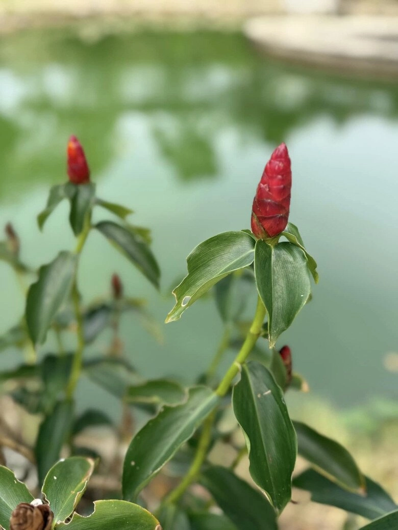 Cuộc sống của mỹ tâm trong cơ ngơi hàng nghìn m2 ở củ chi trồng cây nuôi gà hoa trái ngập đầy vườn - 7