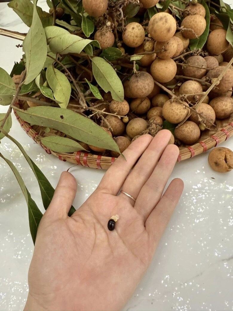 Cuộc sống của mỹ tâm trong cơ ngơi hàng nghìn m2 ở củ chi trồng cây nuôi gà hoa trái ngập đầy vườn - 12