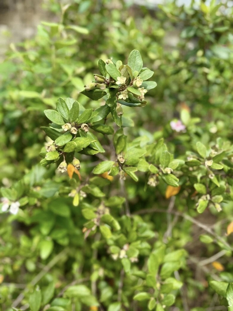 Cuộc sống của mỹ tâm trong cơ ngơi hàng nghìn m2 ở củ chi trồng cây nuôi gà hoa trái ngập đầy vườn - 16