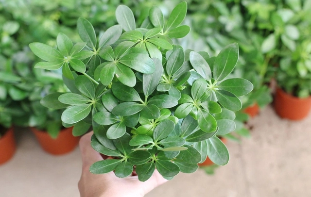 Đặc điểm ý nghĩa và tác dụng của cây ngũ gia bì - 1