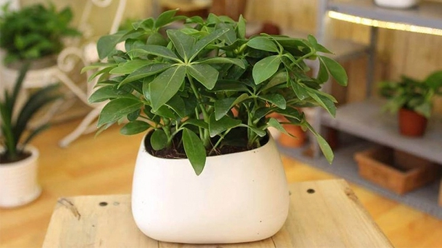 Đặc điểm ý nghĩa và tác dụng của cây ngũ gia bì - 3
