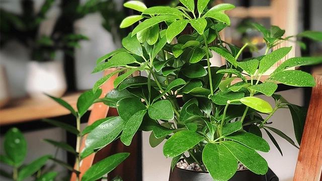 Đặc điểm ý nghĩa và tác dụng của cây ngũ gia bì - 4