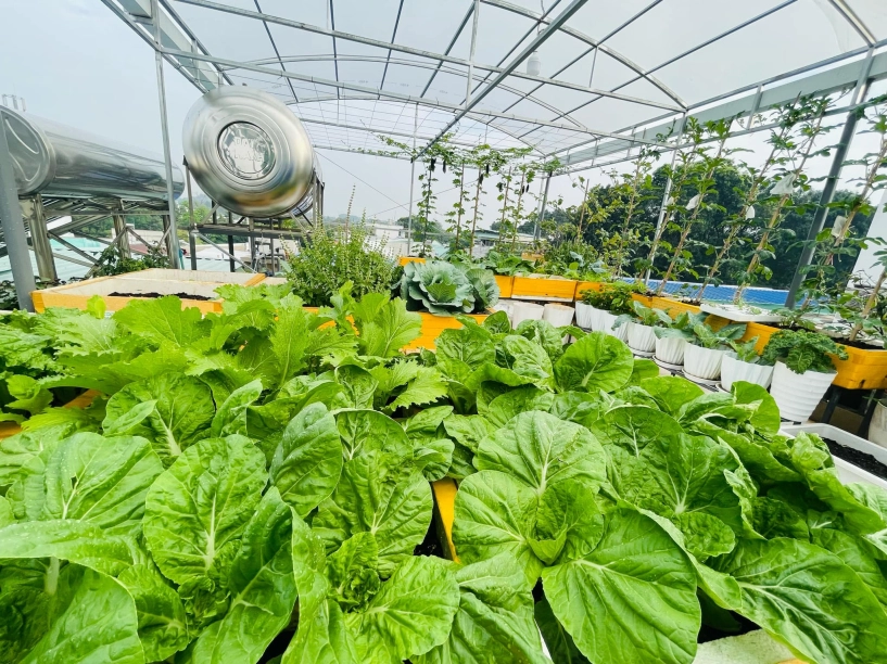 khu vườn trên mây của cô nàng 9x rau xanh quanh năm hoa rực rỡ 4 mùa nhìn giàn nho càng mê - 7