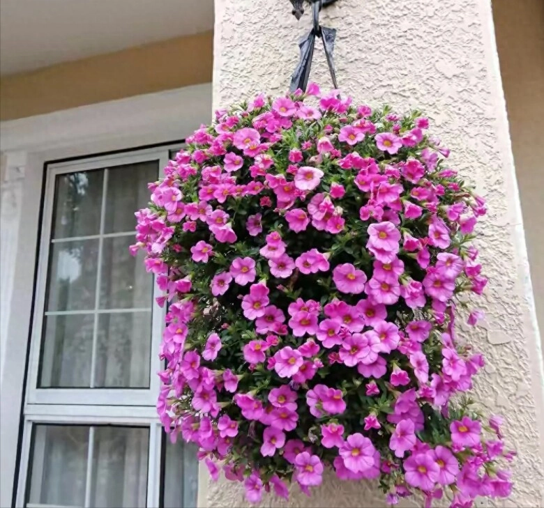 Loài hoa này có 150 màu khác nhau được mệnh danh là cỗ máy ra hoa cắm cành vào đất 7 ngày liền bén rễ - 2
