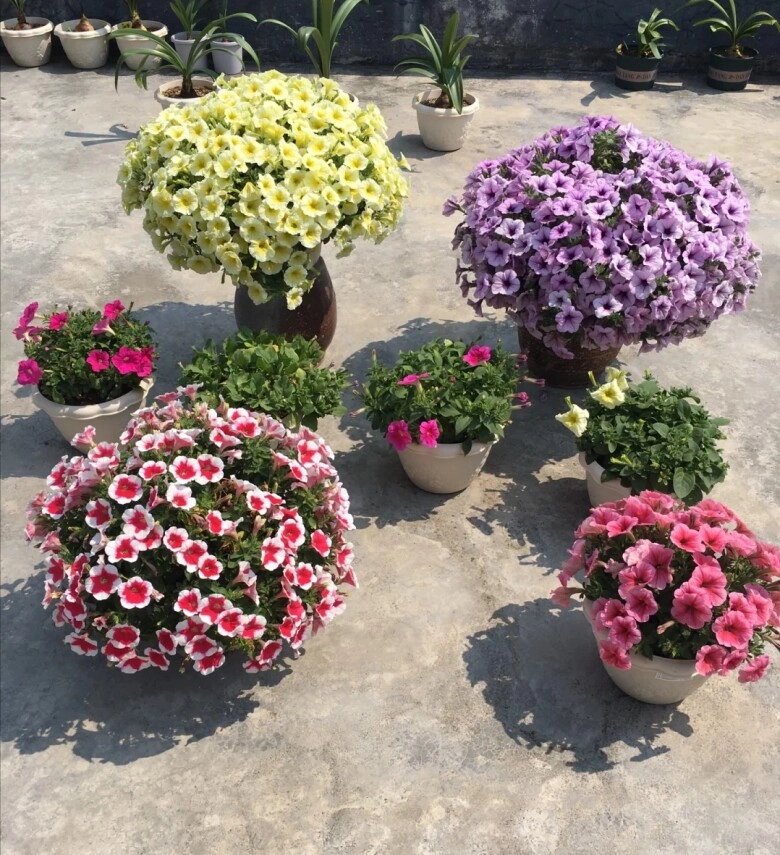 Loài hoa này có 150 màu khác nhau được mệnh danh là cỗ máy ra hoa cắm cành vào đất 7 ngày liền bén rễ - 5