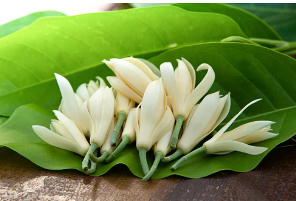 Loài hoa này dễ trồng hơn trầu bà thơm như nước hoa pháp nở 180 ngày mỗi năm giá 1 rổ nhỏ 200000 đồng - 3