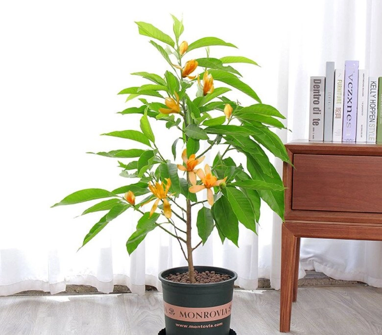 Loài hoa này dễ trồng hơn trầu bà thơm như nước hoa pháp nở 180 ngày mỗi năm giá 1 rổ nhỏ 200000 đồng - 5