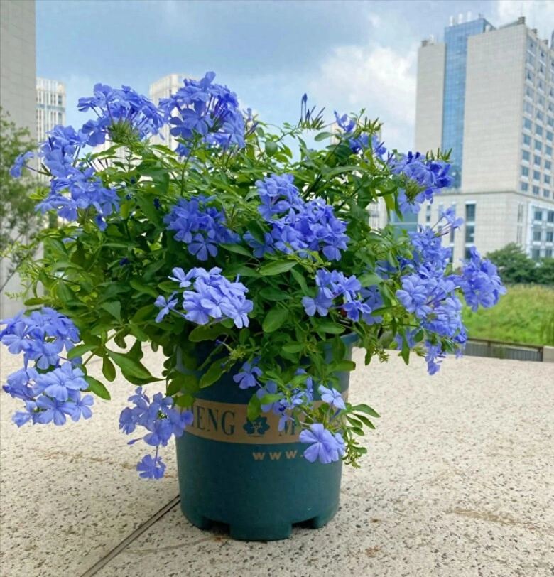 Loài hoa này đẹp như biển xanh nở 200 ngày mỗi năm nhưng nay bị đưa vào danh sách đen vì 4 lý do - 3