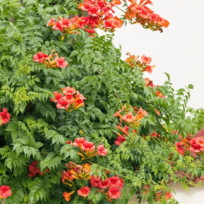 Loài hoa này nở 200 ngày mỗi năm cắm cành vào đất liền bén rễ trồng trong nhà giúp gia đình bình an - 3