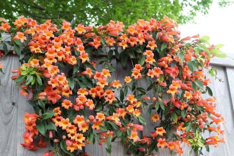 Loài hoa này nở 200 ngày mỗi năm cắm cành vào đất liền bén rễ trồng trong nhà giúp gia đình bình an - 5
